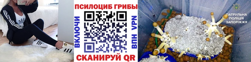 Псилоцибиновые грибы GOLDEN TEACHER  Медногорск 